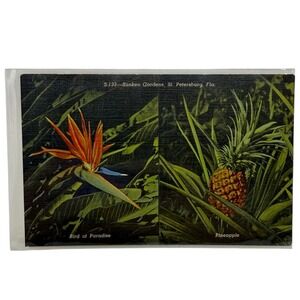 Vintage Linen Postcard Sunken Gardens St Petersburg Florida Birds of Paradise CT